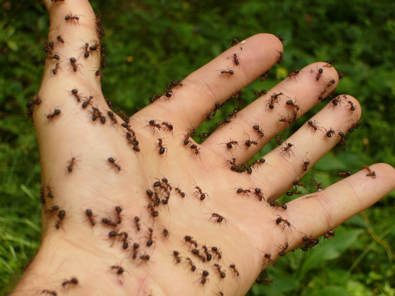 Mravenci v bytě? Nepodceňujte to a začněte řešit jejich likvidaci.