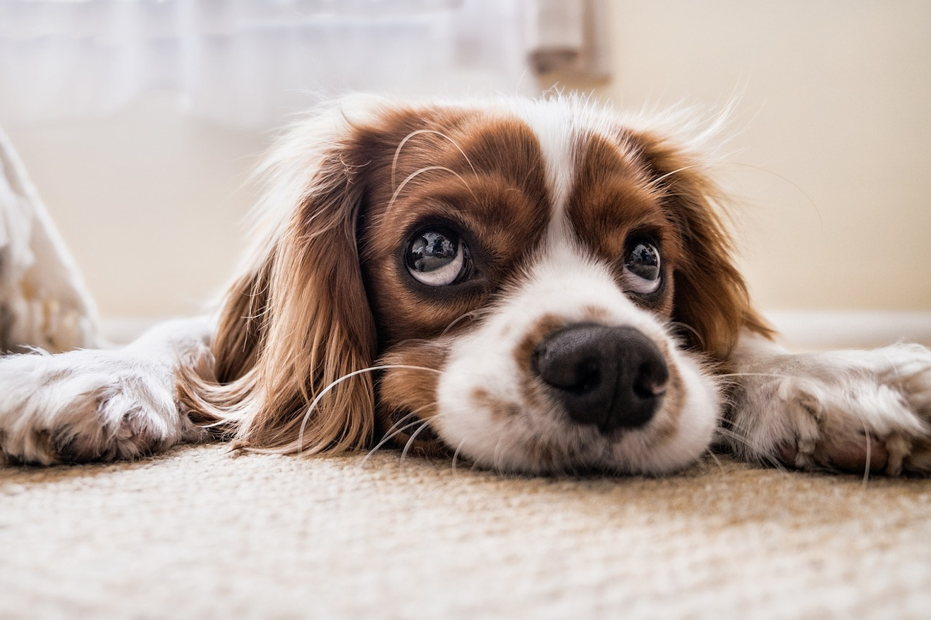 Platná legislativa i blížící se změny: Za co hrozí majitelům psů pokuta